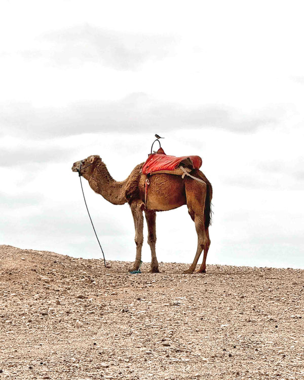 MAROKO 2026 | Gurmánský retreat s vůní orientu